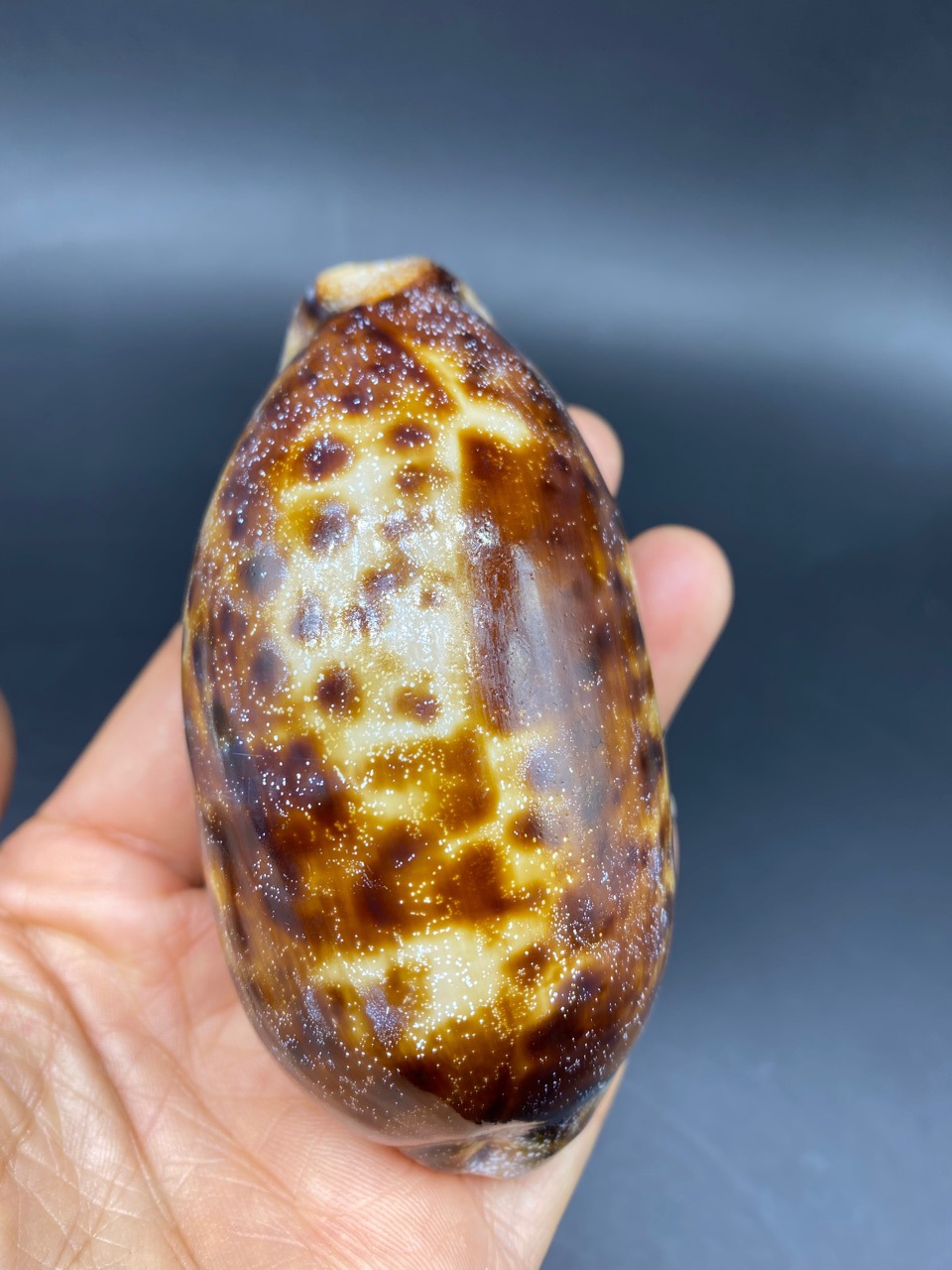 工厂直销稀少品种丛云宝螺收藏标本螺1011厘米天然贝壳海螺