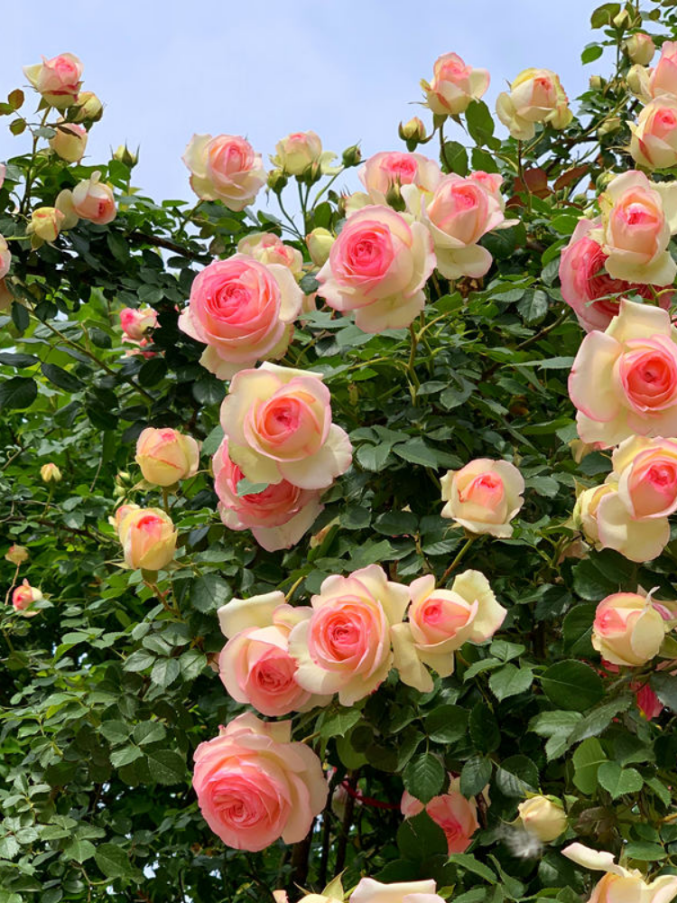 粉色龙沙宝石月季花苗藤本月季爬藤蔷薇花苗庭院爬藤植物四季开花