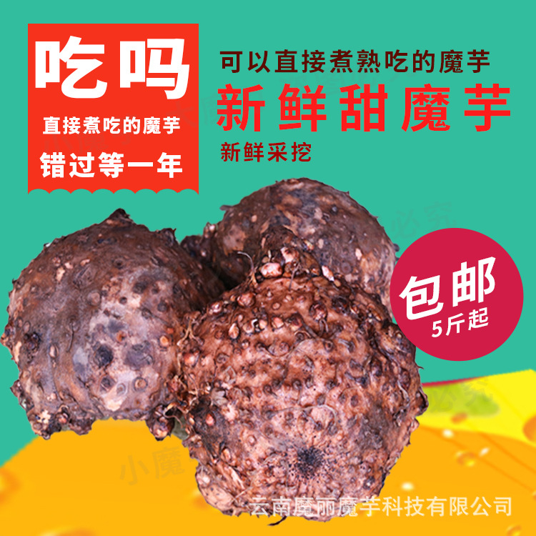 甜魔芋云南甜魔芋直接煮吃的魔芋新鲜甜魔芋
