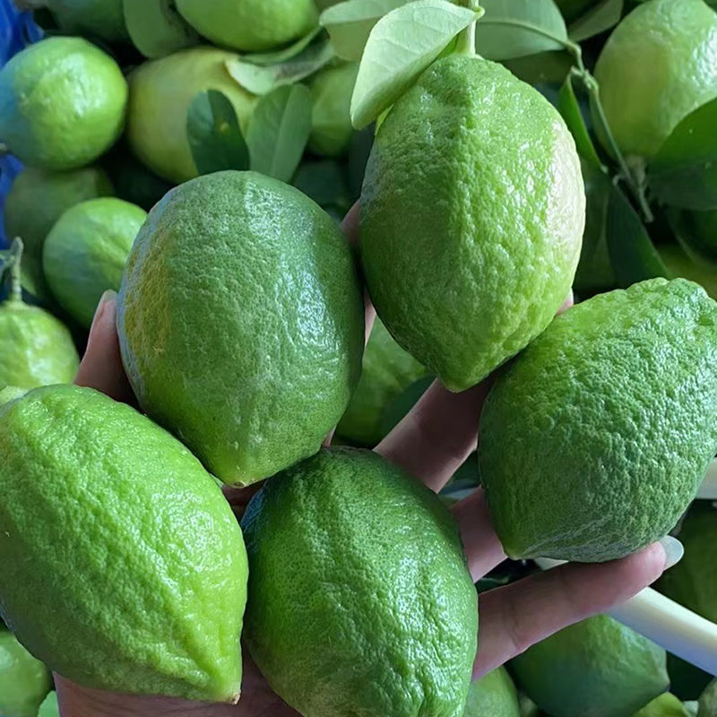 广东香水柠檬批发一级果级香皮厚广州发货场包邮果园直发保质保量