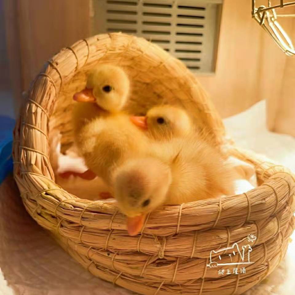网红鸭子小黄鸭宠物鸭半大抖音宠物小鸭子活物活体家养科尔鸭幼崽