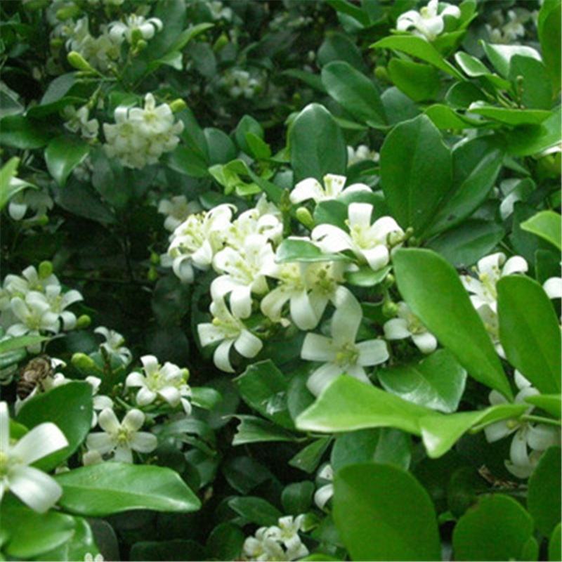 九里香花卉种子