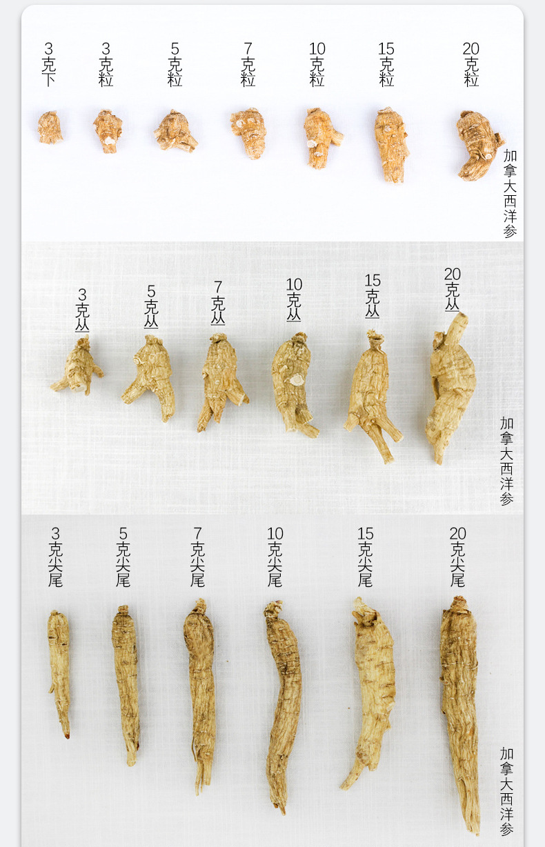 美国花旗参【5g】原丛西洋参威斯康辛州美种规格货可切片厂家批发