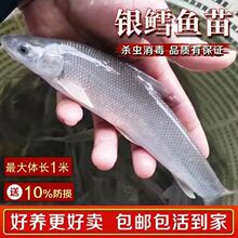 银鳕鱼苗淡水养殖食用大鳞鲃冷水塘活体鱼苗高档鱼耐活好养观赏鱼