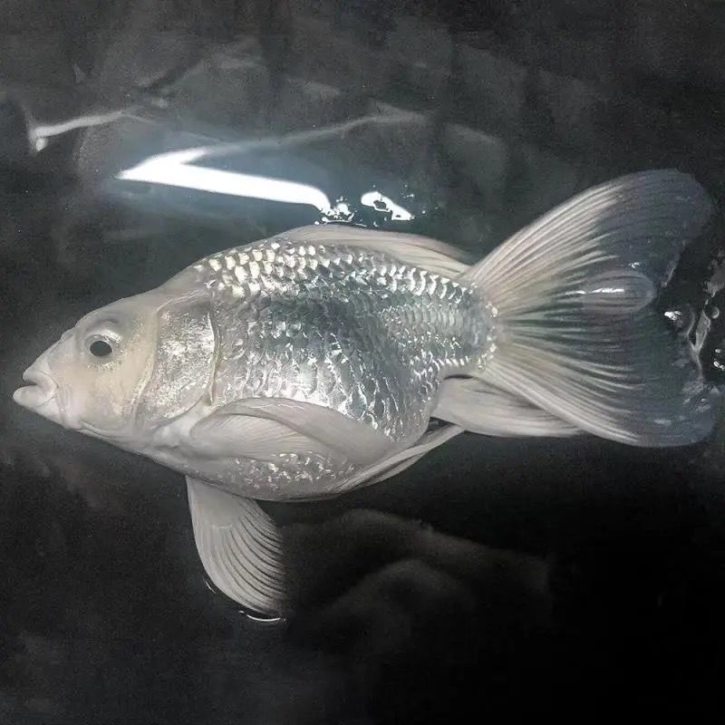 8-15cm正宗台湾蝴蝶鲤冷水鱼观赏鱼易活鱼苗狮头短身石膏白贵妃