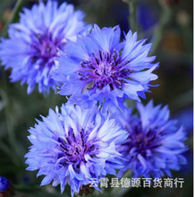 矢车菊花蓝色矢车菊种子室外庭院绿化耐寒花卉种籽子芳香植物种子