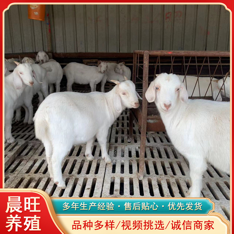 肉羊品种的有哪此波尔山羊杂交小尾寒羊努比亚黑山养白山羊周期短
