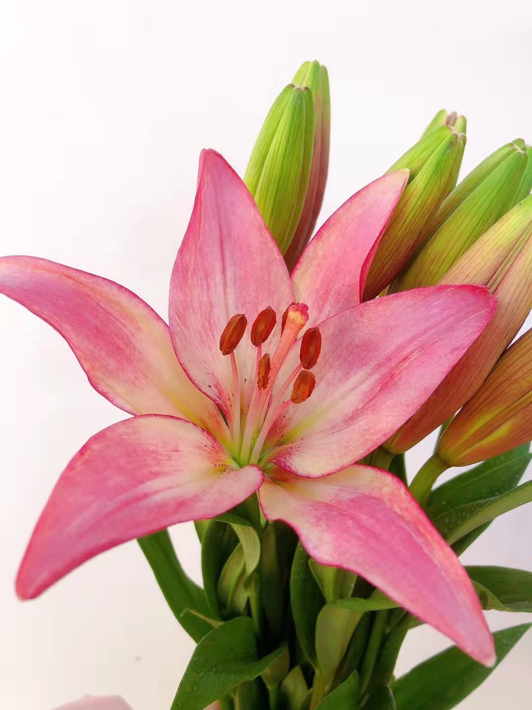 【百合】云南鲜花鲜切花单头粉色百合三头黄蜂百合 代发节日 花束