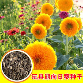 复瓣玩具熊向日葵种子观赏矮向花阳台盆栽春夏秋四季播易种籽花卉