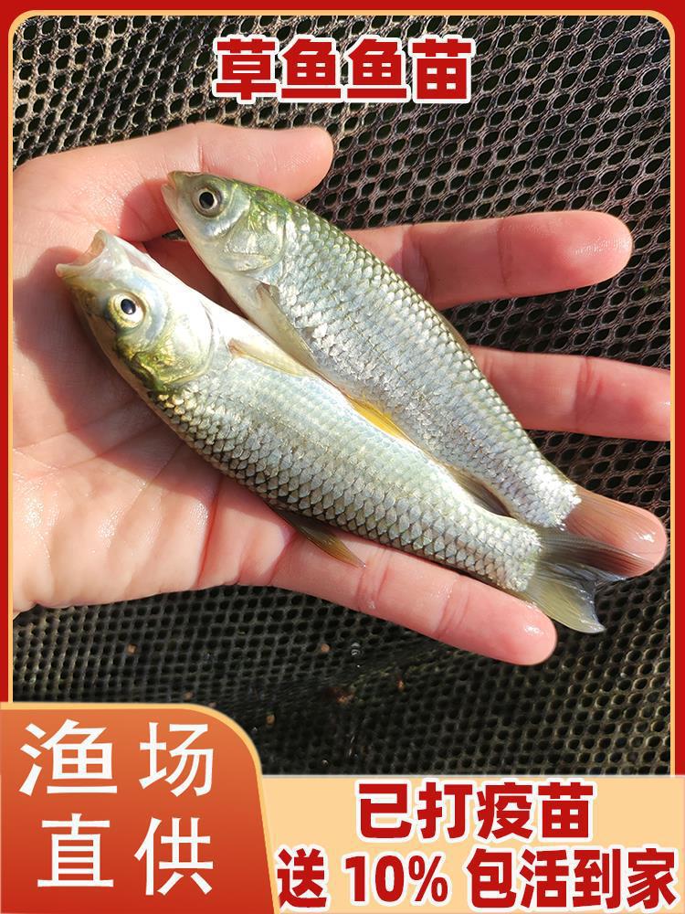 优质草鱼苗特大皖鱼附近半斤鲜活淡水养殖食用活体脆鲩活鱼苗大