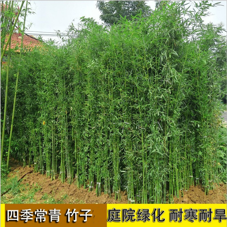 绿化竹子耐寒常青黄金竹青竹紫竹金镶玉竹子院墙庭院竹子树观赏