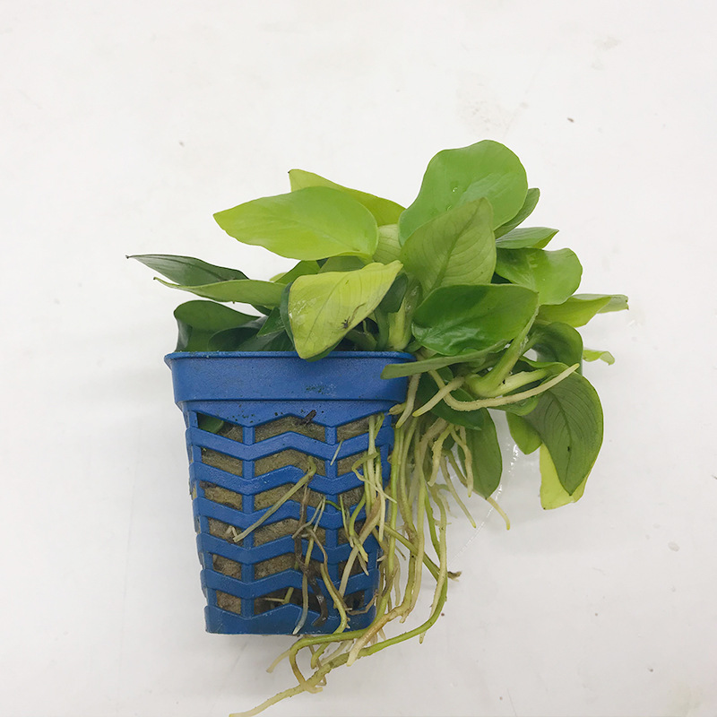 黄金榕 水榕小榕 观赏水族箱 鱼缸造景装饰 真水草 活体批发