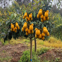 枇杷苗嫁接枇杷树苗大五星南方北方种植盆栽地栽琵琶苗当年结果