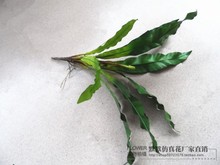 热带雨林过胶手感仿真绿植小蕨叶蕨类植物墙上装饰盆栽叶子鸟巢叶