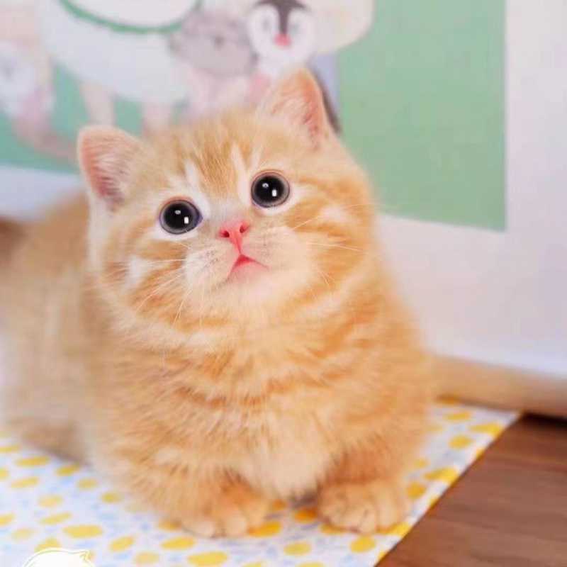 中华田园猫狸花狸白橘白网红橘猫三花猫咪