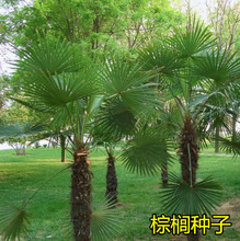棕榈种子唐棕榈山棕树 龙鳞棕观音竹棕竹老人葵种子芭蕉伞树种子