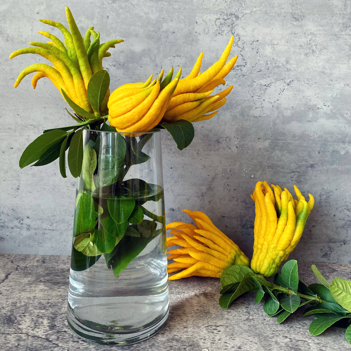 【带枝水养佛手】金华佛手果新鲜佛手柑观赏闻香插花水培清供佛手