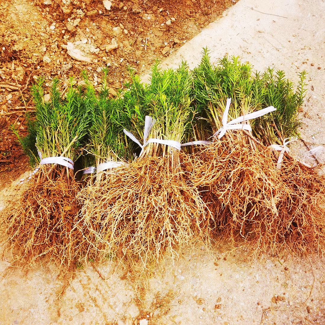 基地供应曼地亚红豆杉2年幼苗树苗红豆杉观叶观果常绿