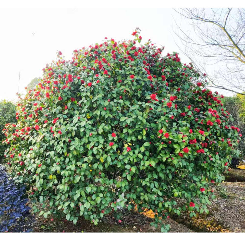 苗圃批发 茶花树球 茶花树苗 精品茶花球 茶花树 茶花苗 苗木