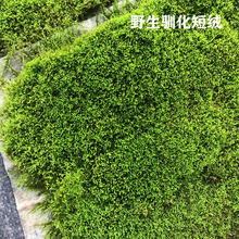 短绒青苔鲜活苔藓植物微景观盆景假山盆栽雨林缸水陆缸铺面白发藓