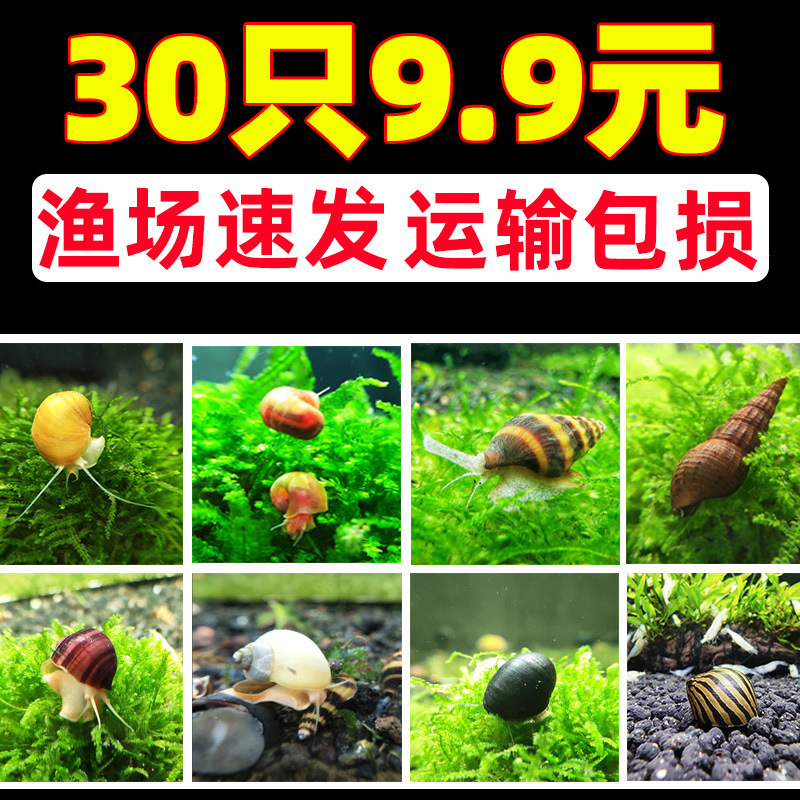 观赏螺淡水蜗牛宠物除藻螺马来黑金刚螺黄金杀手斑马螺