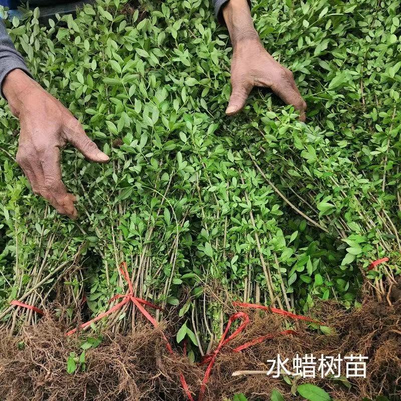 水蜡树苗水蜡球庭院净化空气绿色篱笆苗木西北东北耐寒耐旱植物