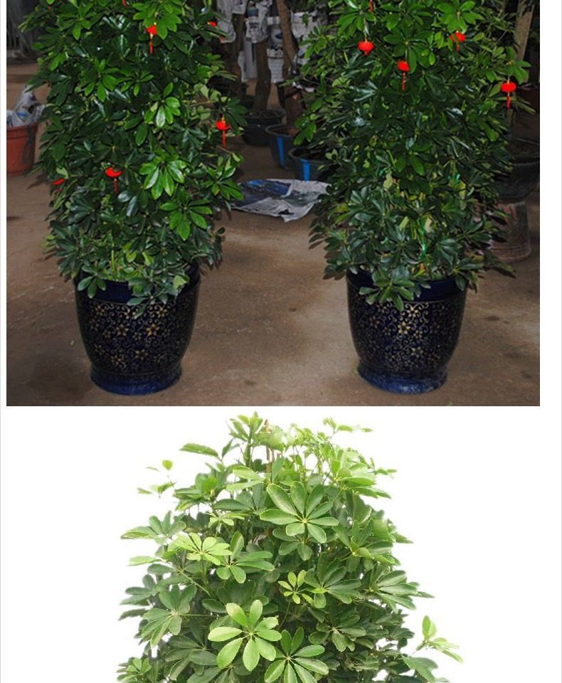 大型八方来财盆栽鸭脚木招财树七叶莲鹅掌柴花卉盆栽室内客厅绿植