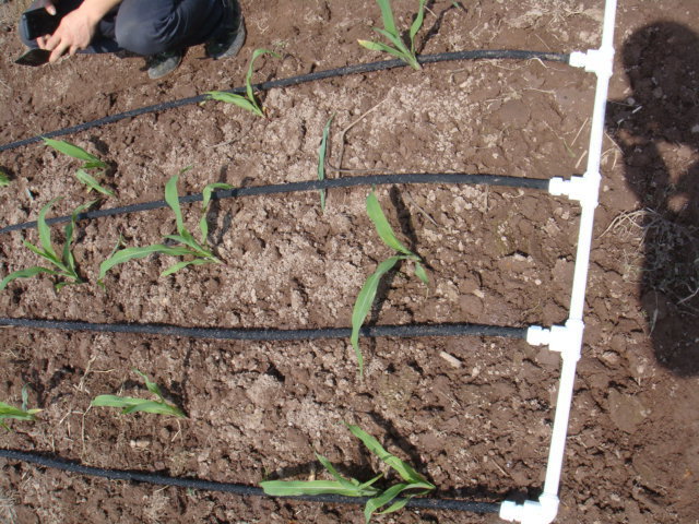 批发园林pe滴灌管 农业pe滴灌渗水管  用于地埋灌溉草坪绿化洒水