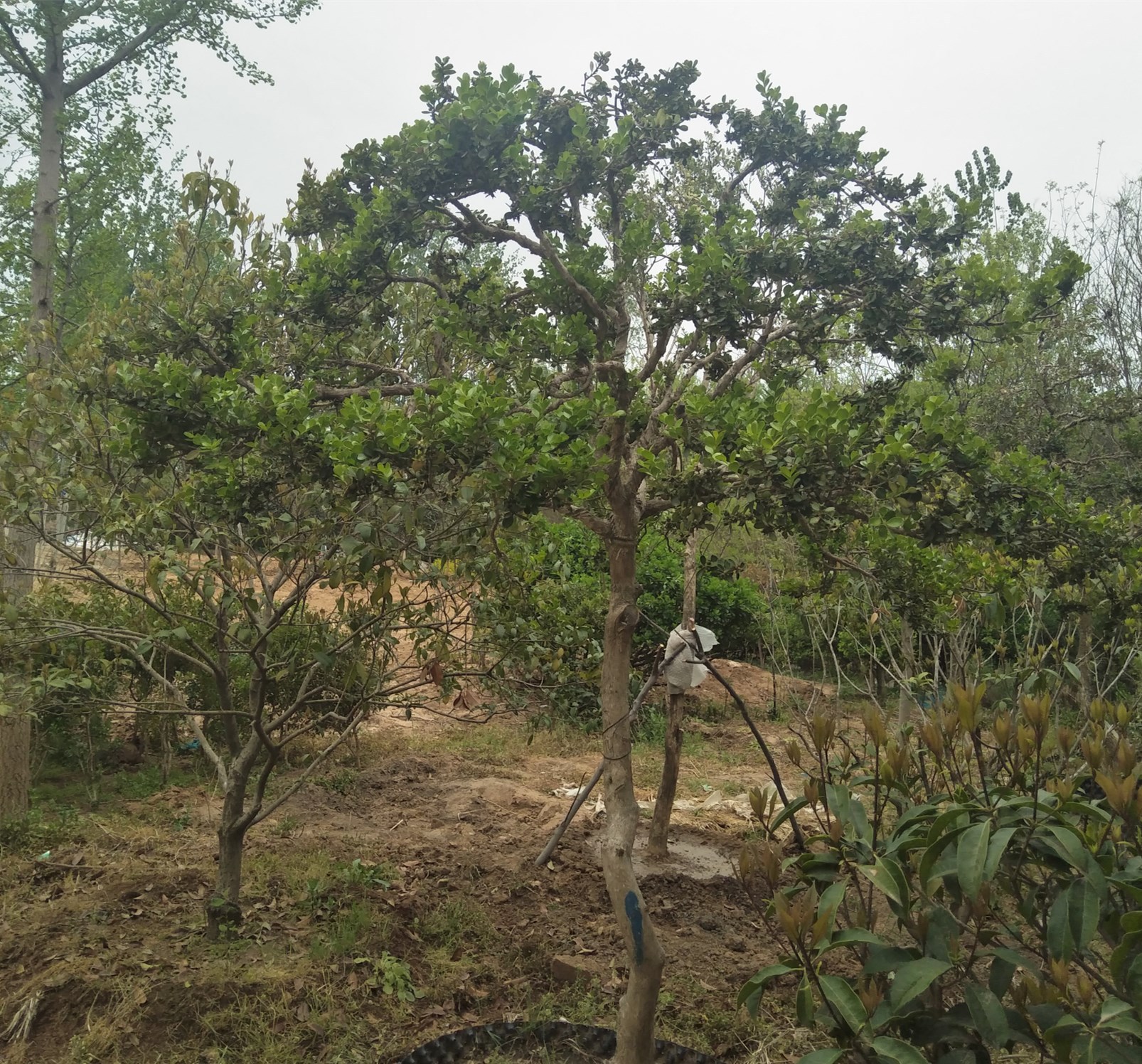 黄杨树苗小叶黄杨树瓜子黄杨盆景素材 高杆黄杨树苗 桩独杆黄杨树