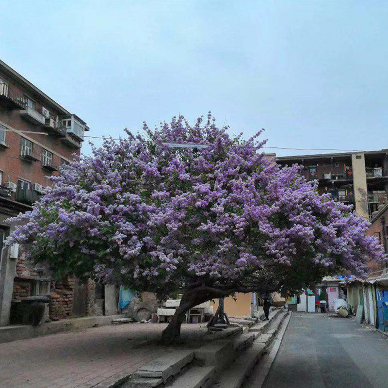 丁香花树苗嫁接独杆紫丁香树别墅庭院浓香植物南北方种植盆栽爆玛