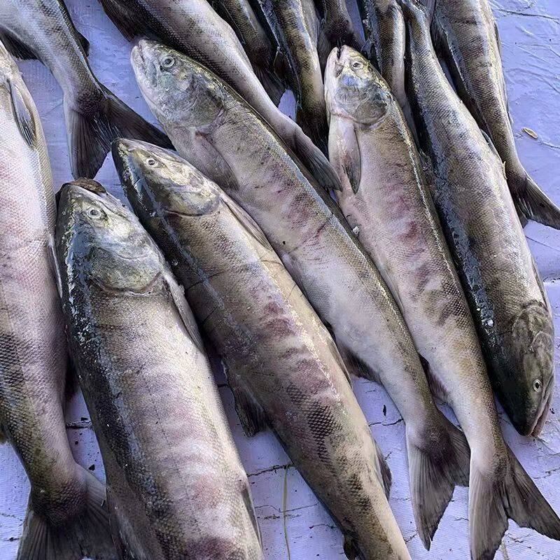 顺丰包邮大马哈鱼活冻黑龙江乌苏里江抚远洄游整条新鲜