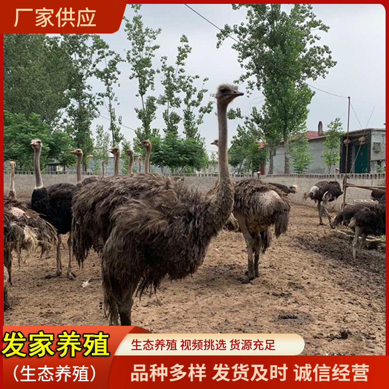 非洲鸵鸟鸵鸟活体大体型非洲鸵鸟养殖场出售批发散养鸵鸟种鸵鸟