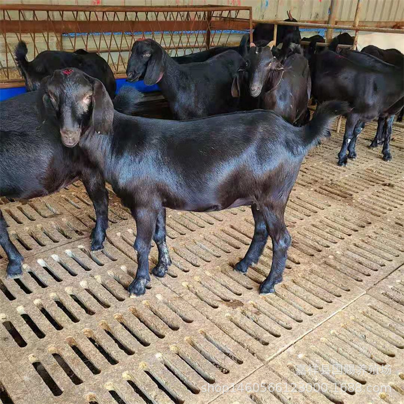 山东养殖场短毛黑山羊 种羊 小羊羔羊仔 羊苗 改良品种-阿里巴巴