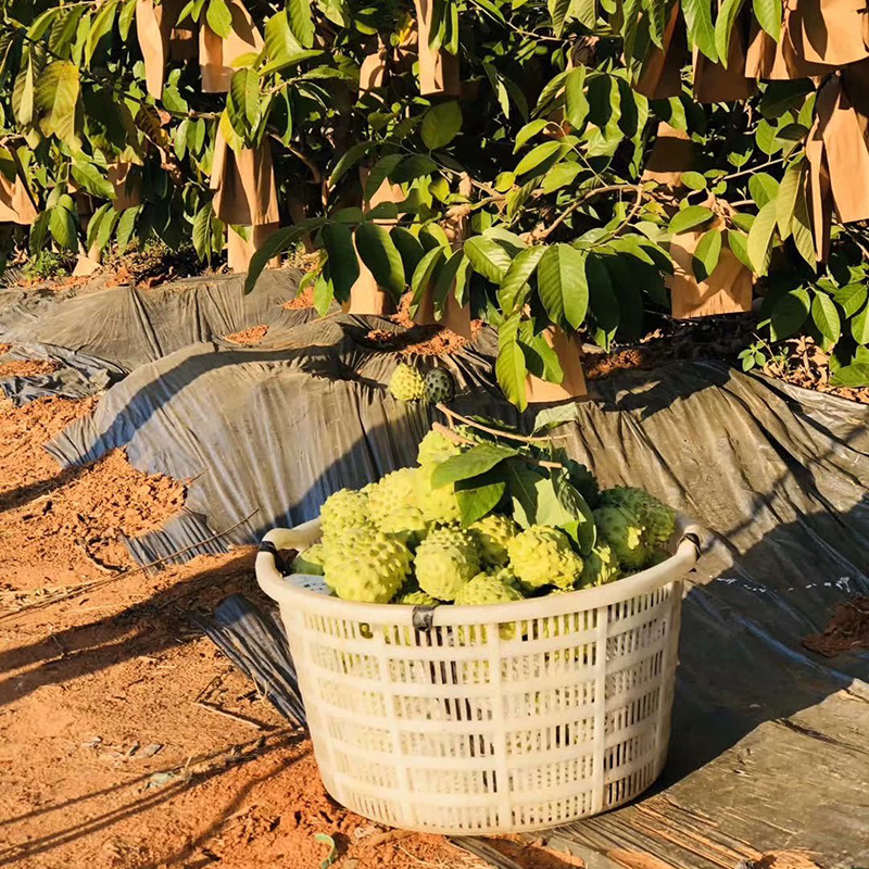 现货台湾凤梨释迦果新鲜5斤番荔枝水果应当季现摘大果佛头摩尼果