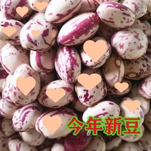 雀蛋豆新货贵州特产大雀蛋豆贵州花生豆豆类批发奶花豆杂粮新豆子
