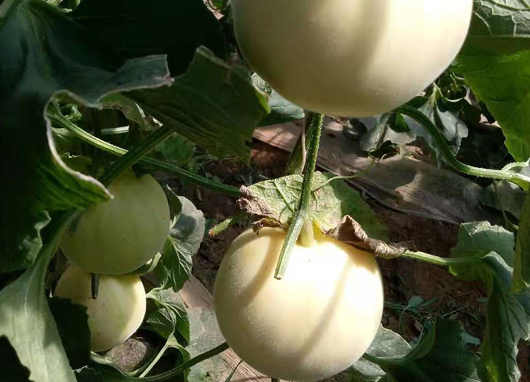 邢源真甜白沙蜜种子 农田菜地种植丰产早熟皮薄味甜白瓤甜瓜籽
