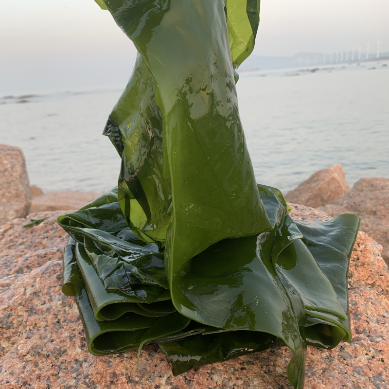 荣成新鲜野生盐渍海带边薄嫩凉拌火锅食材大片包饭菜煲汤商用海菜