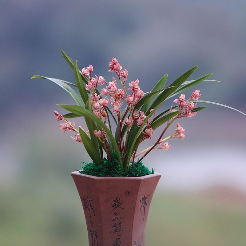 即将带花苞 兰花苗建兰四季兰如意粉荷浓香型花卉办公室绿植盆栽