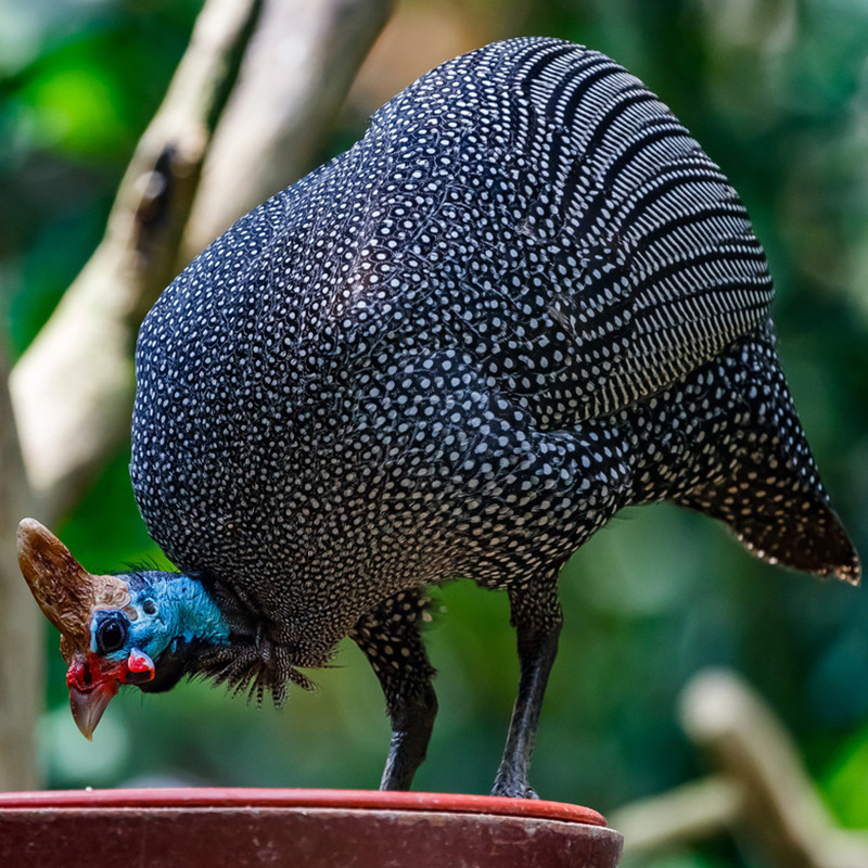 珍珠鸡种蛋受精蛋出售成年下蛋种母鸡价格活体现货供应大小珍珠鸡