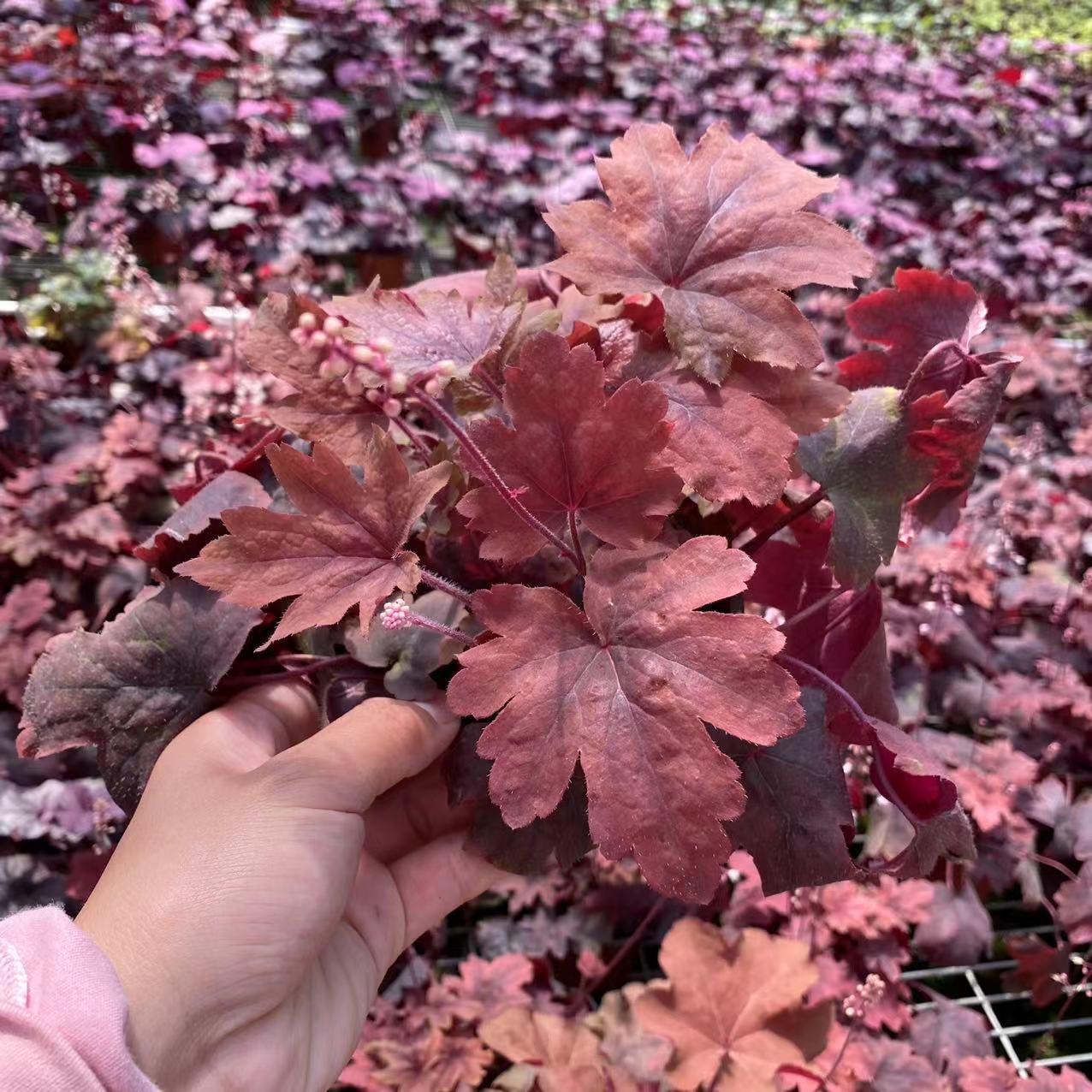 矾根90杯苗1加仑规格矾根10-15cm园林工程耐寒庭院地被植物