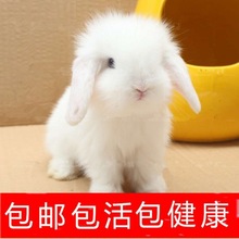 宠物兔子垂耳兔小白兔公主兔迷你海棠凤眼侏儒茶杯兔