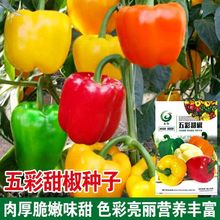五彩椒甜椒种子阳台庭院盆栽蔬菜种植