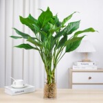 万年青水培室内绿植银皇后盆栽办公室桌面四季常青绿植物万年青