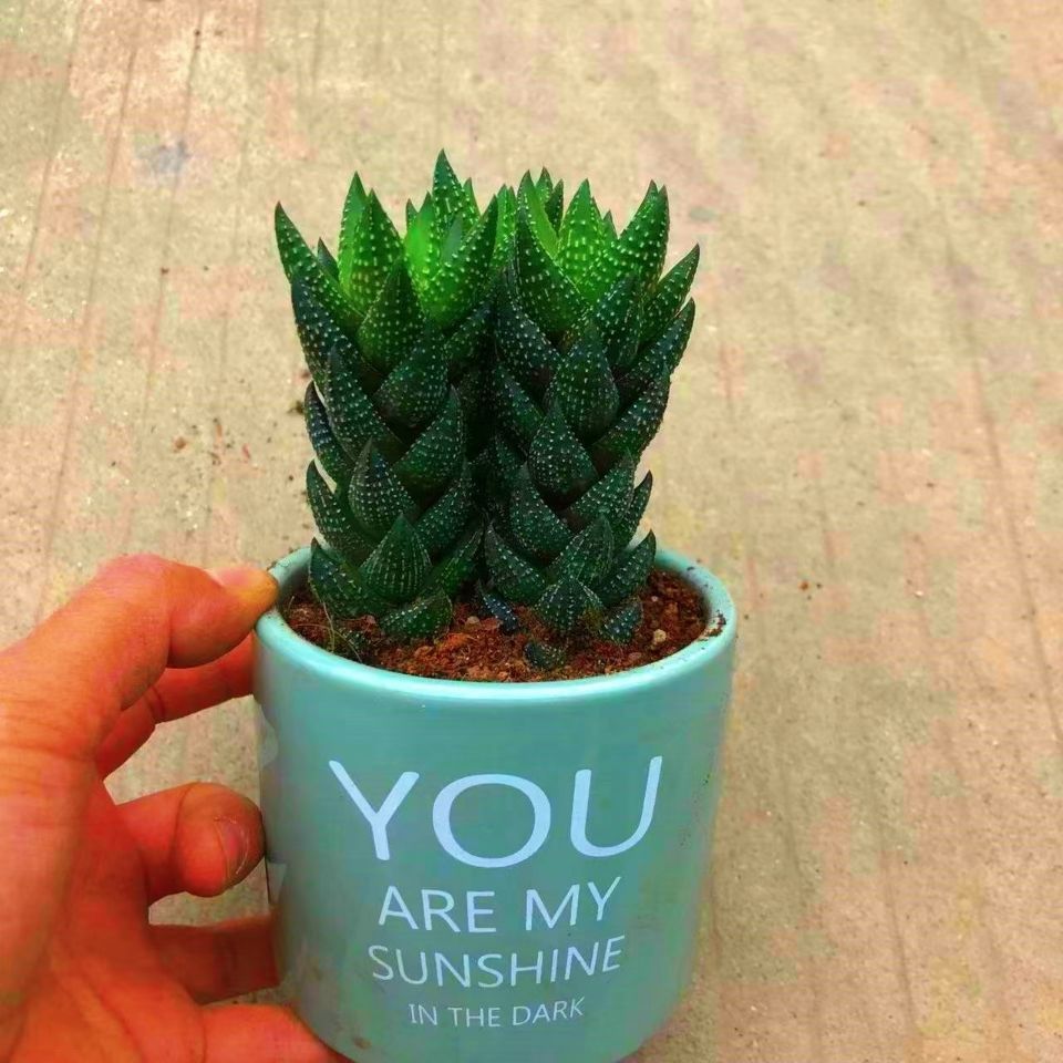 九龙塔多肉植物迷你小盆栽室内阳台客厅吸甲醛易养美观迷你盆栽