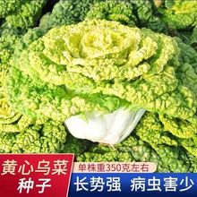 新种黄心乌塌菜种子 耐寒黄心菜籽菊花心菜籽种黄金乌蔬菜种子