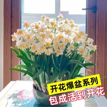 重瓣水仙花种球水养盆栽四季开花卉植物室内花绿植水培好养带花鼎