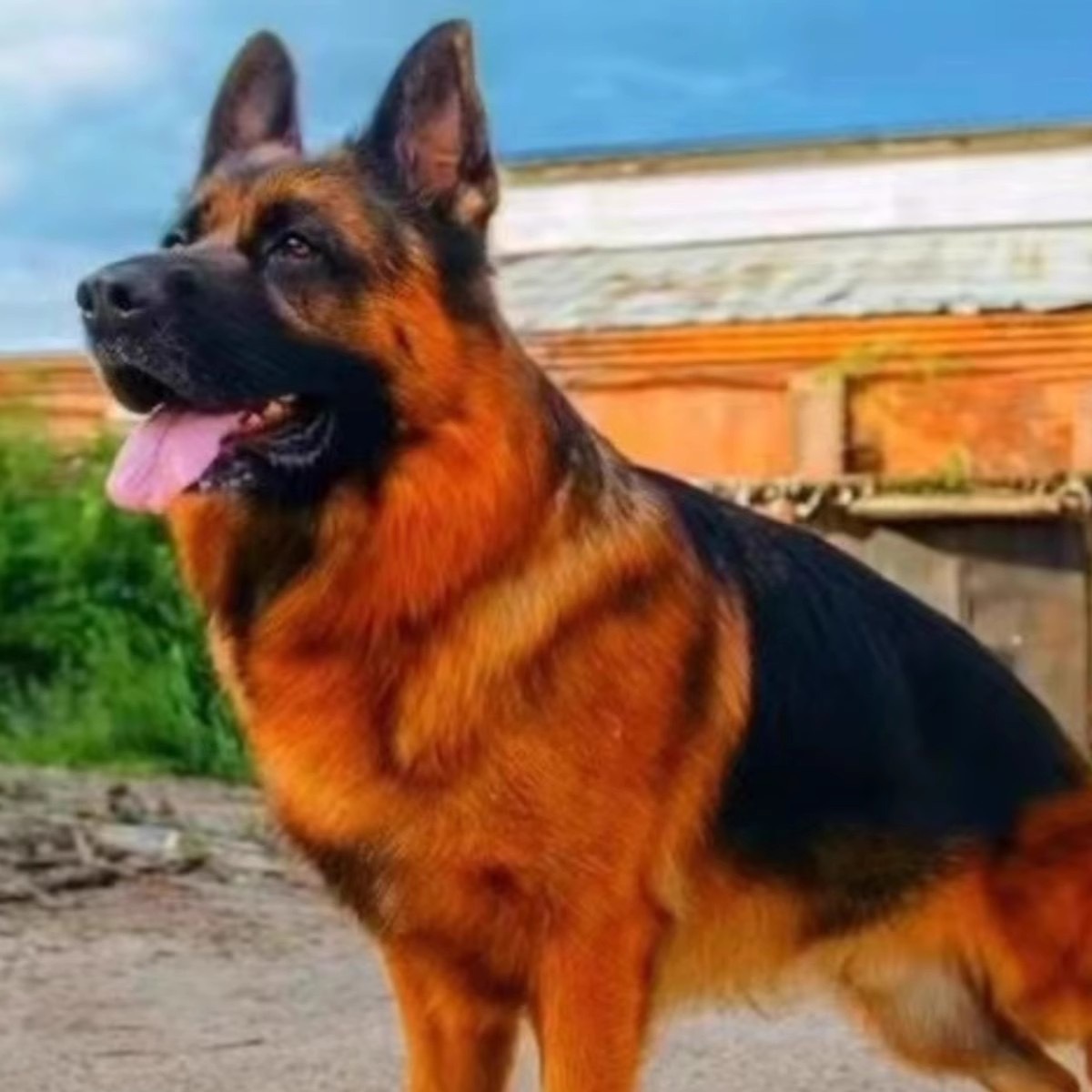 纯种德牧幼犬活体幼崽双血统德国牧羊犬护卫犬工作犬看家护院