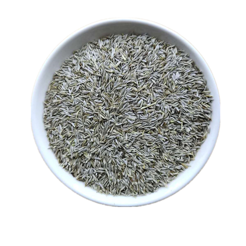 中药材生菜籽 500克包邮生菜籽粉 接骨 补钙 天然正品 中草药大全
