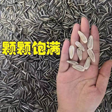 生瓜子大粒新货批发葵花籽1斤5斤香原味向日葵干果代发厂家批发