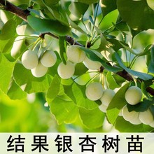 银杏树活苗大树庭院结果白果苗南方北方地栽盆栽种植特大果树果苗